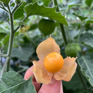 physalis perui földicseresznye