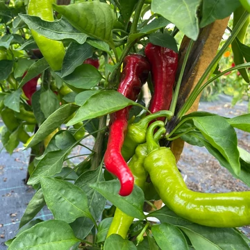 Bercel F1 paprika palánta