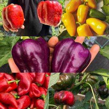 snack paprika