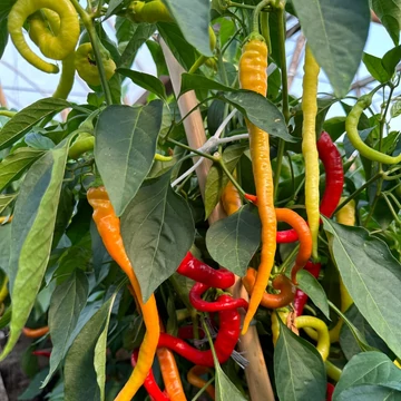 Dracula pepperóni paprika palánta