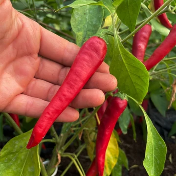 de cayenne chili