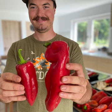 Kápia Max kápia paprika palánta