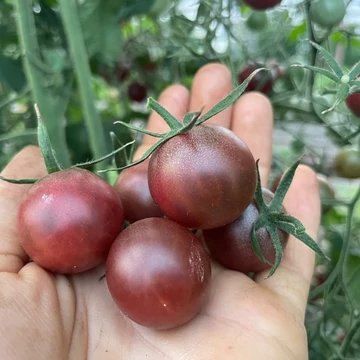 black cherry