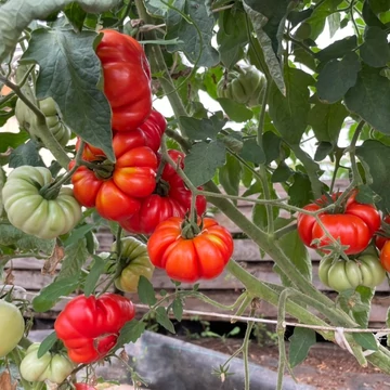 Costoluto fiorentino paradicsom palánta
