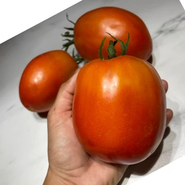 super souce f1 paradicsom palánta