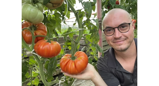 Mi kell az 1 Kg feletti paradicsomhoz