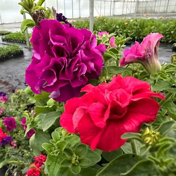 Petúnia mix
