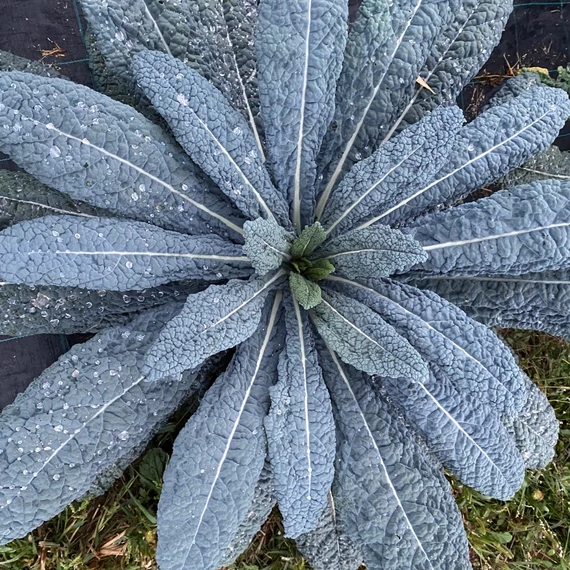 Cavolo nero leveleskel palánta