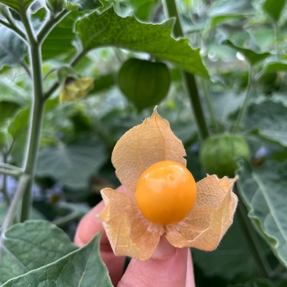 physalis perui földicseresznye