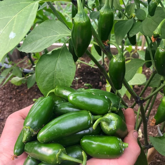 jalapeno grande paprika palánta