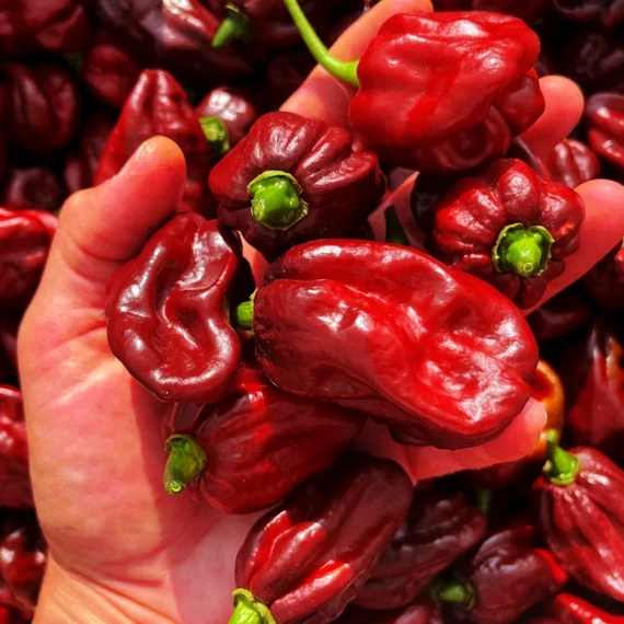 Red Habanero chili paprika