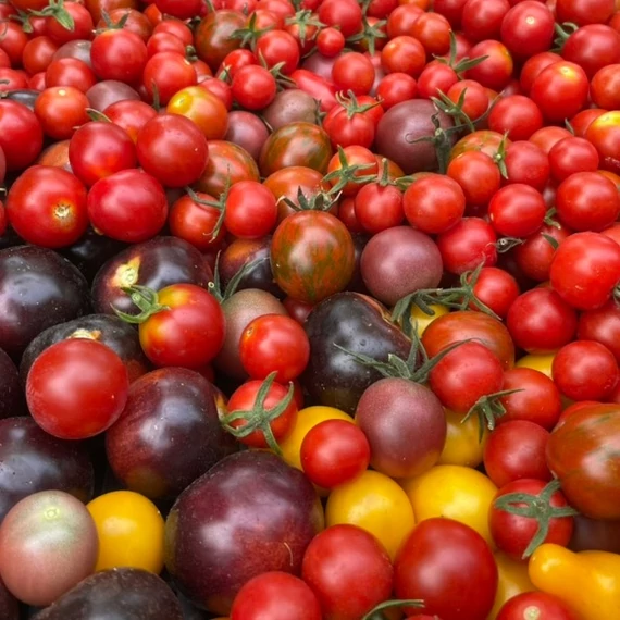 Cherry koktél paradicsom mix