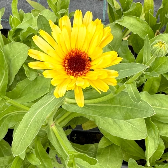 Körömvirág (Calendula officinalis) - 10 db-os