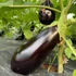 Kép 2/3 - Canna F1 padlizsán palánta