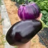 Kép 3/3 - Corvus és Violetta di Firenze termés