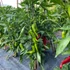 Kép 2/3 - bercel f1 paprika