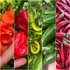 Kép 1/7 - csípős paprika mix