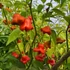 Kép 2/3 - harang chili