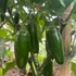 Kép 4/4 - jalapeno paprika