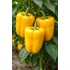 Kép 1/2 - Sárga California Wonder paprika palánta 