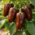 Kép 1/2 - Sweet Chocolate paprika palánta