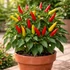 Kép 1/2 - Yvona chili paprika