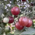 Kép 2/5 - black cherry koktél paradicsom