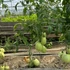 Kép 3/4 - super souce f1 paradicsom
